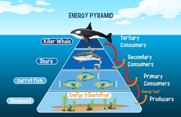 free-vector-diagram-showing-arctic-energy-pyramid-for-education