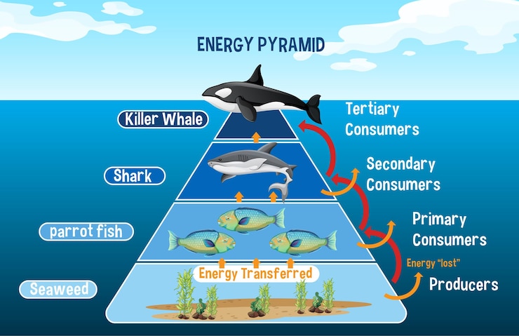 Free Vector | Diagram showing arctic energy pyramid for education