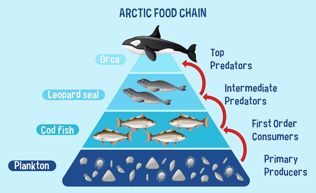 教育のための北極の食物連鎖を示す図 無料のベクター