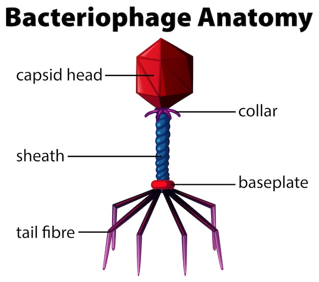 Free Vector | Diagram showing bacteriophage anatomy