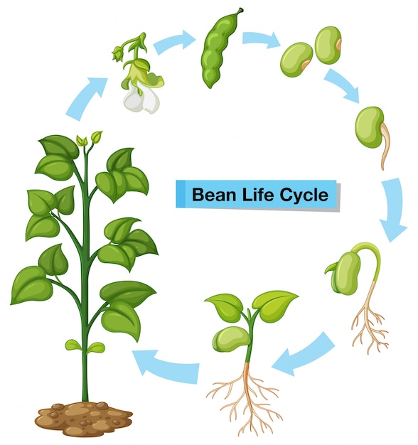 Premium Vector | Diagram showing bean life cycle