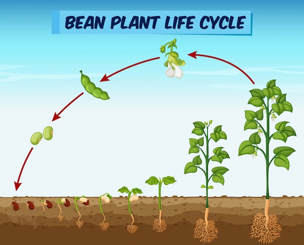 Diagram showing bean plant life cycle | Premium Vector