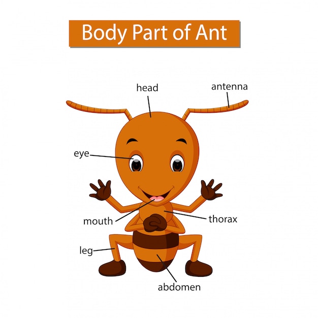 Diagram showing body part of ant | Premium Vector