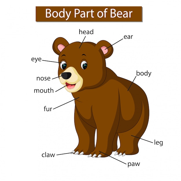 Premium Vector Diagram Showing Body Part Of Bear