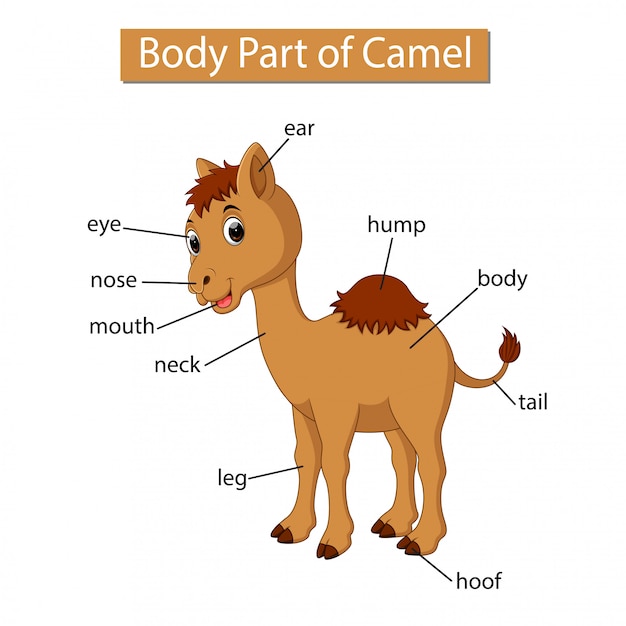 Alpaca Anatomy Chart