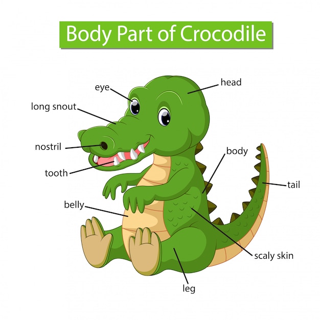 Premium Vector | Diagram showing body part of crocodile