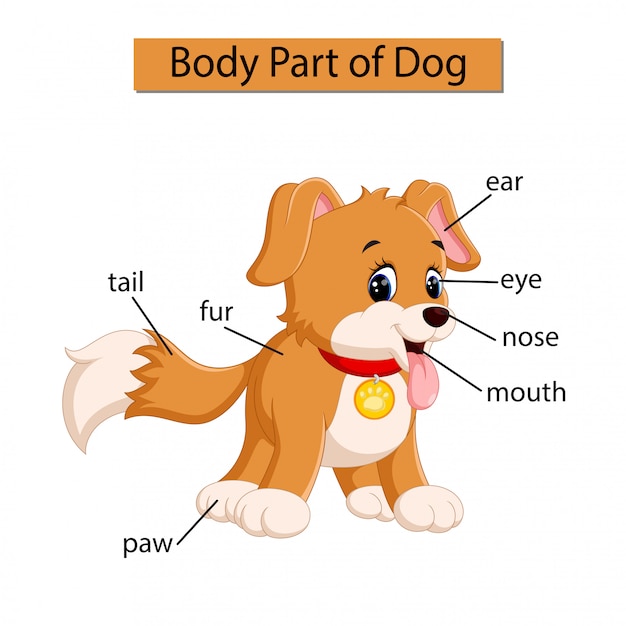 Premium Vector | Diagram showing body part of dog