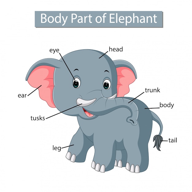 Premium Vector | Diagram showing body part of elephant