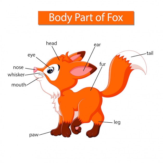 Diagram showing body part of fox | Premium Vector