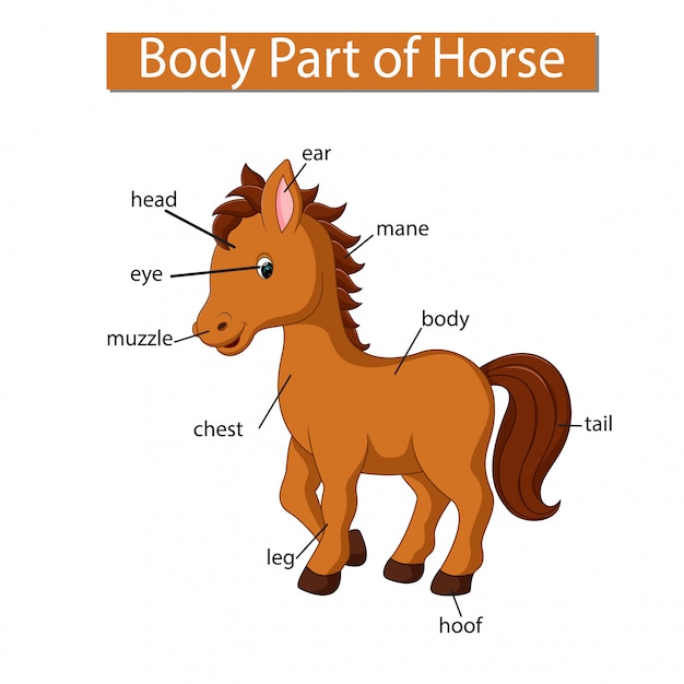 Diagram showing body part of horse | Premium Vector