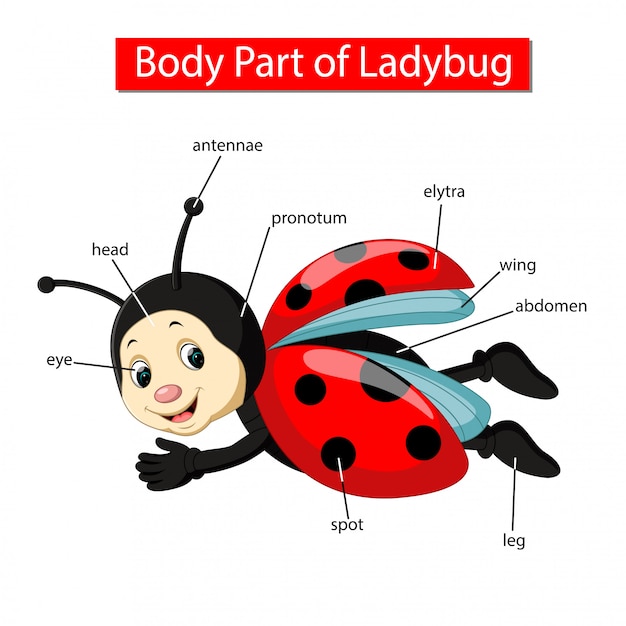 Premium Vector Diagram showing body part of ladybug