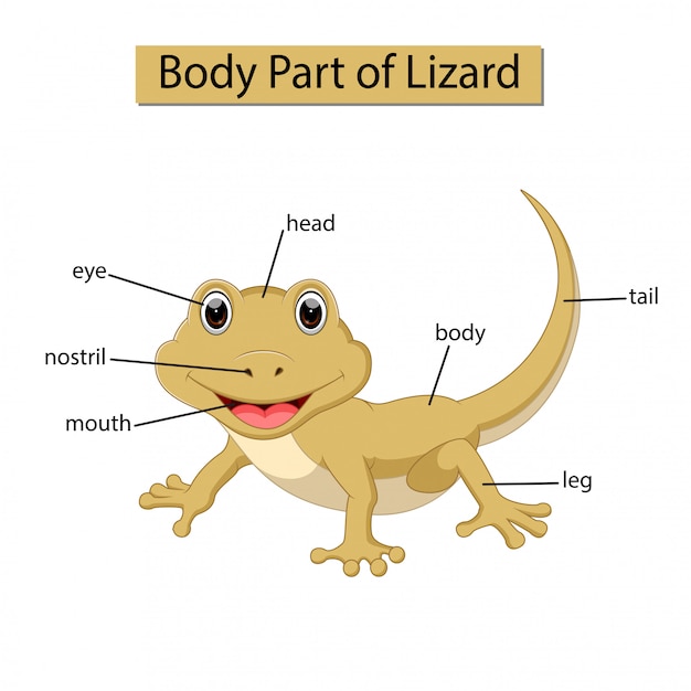 Diagram showing body part of lizard Premium Vector