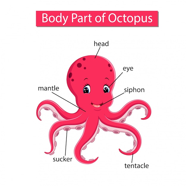 Diagram showing body part of octopus | Premium Vector