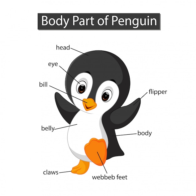 Diagram showing body part of penguin Premium Vector