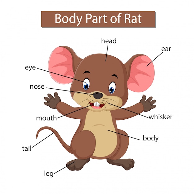 Premium Vector Diagram showing body part of rat
