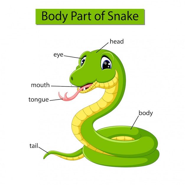 Premium Vector Diagram showing body part of snake