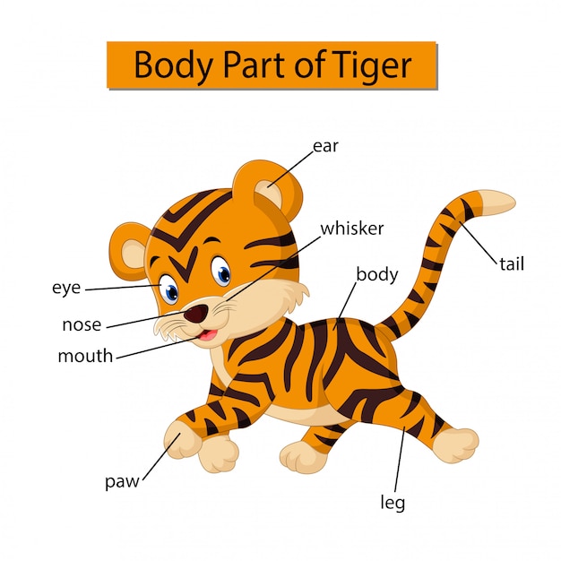 Premium Vector Diagram showing body part of tiger