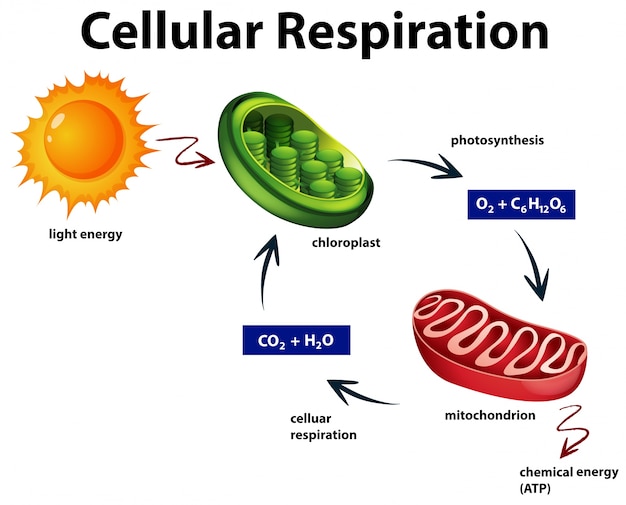 Diagram showing cellular respiration Vector Free Download