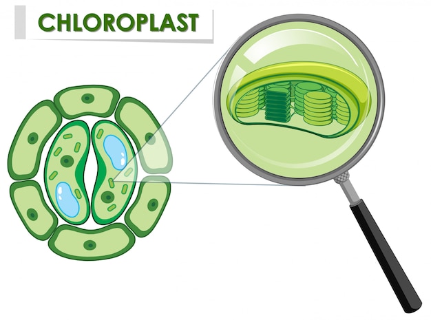 植物細胞の葉緑体を示す図 無料のベクター