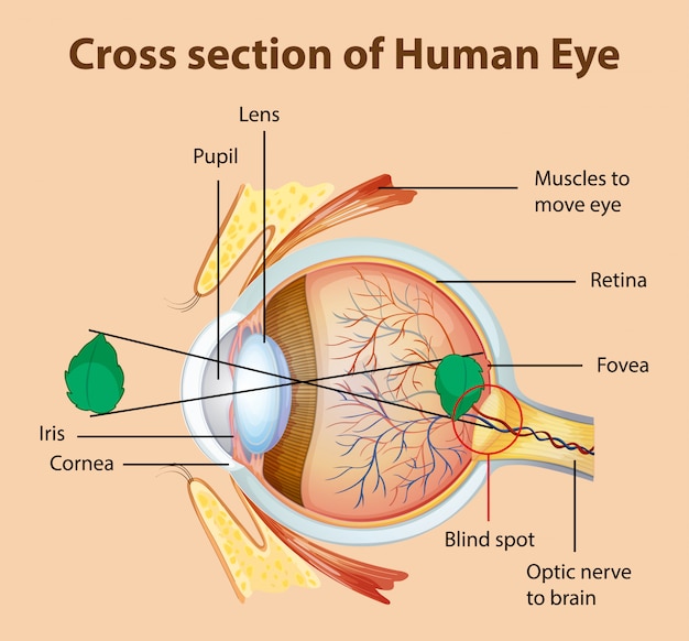 Free Vector Diagram Showing Cross Section Of Human Eye Sexiz Pix