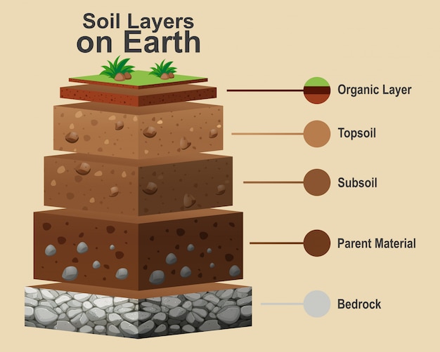 Free Vector Diagram Showing Different Layers Of Soil   Diagram Showing Different Layers Soil 1308 33938 