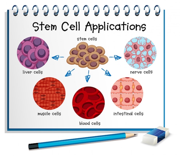 Free Vector Diagram showing different stem cell applications