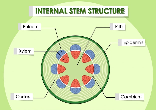 Internal Structure Of Stem