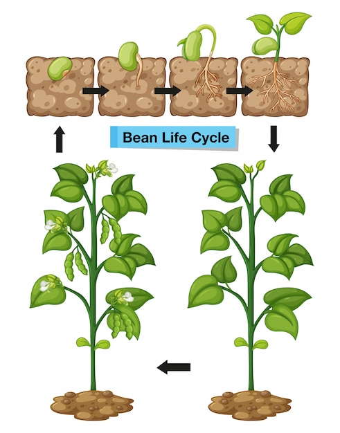 Diagram showing life cycle of bean | Premium Vector