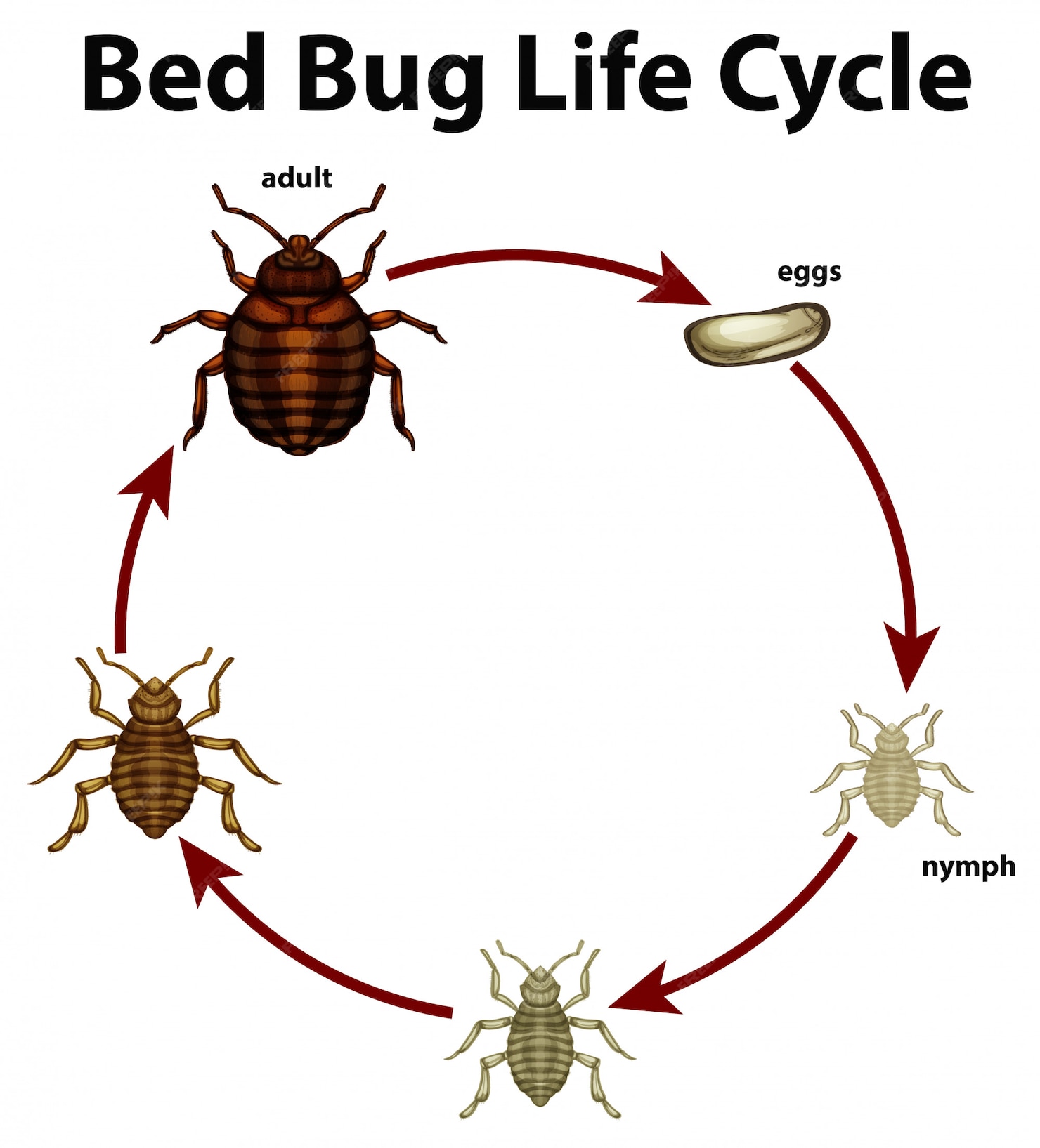 Free Vector | Diagram showing life cycle of bed bug