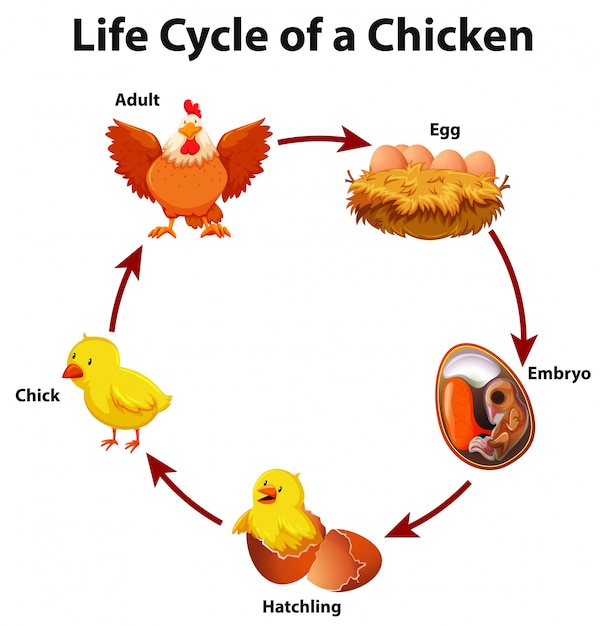 free-vector-diagram-showing-life-cycle-of-chicken