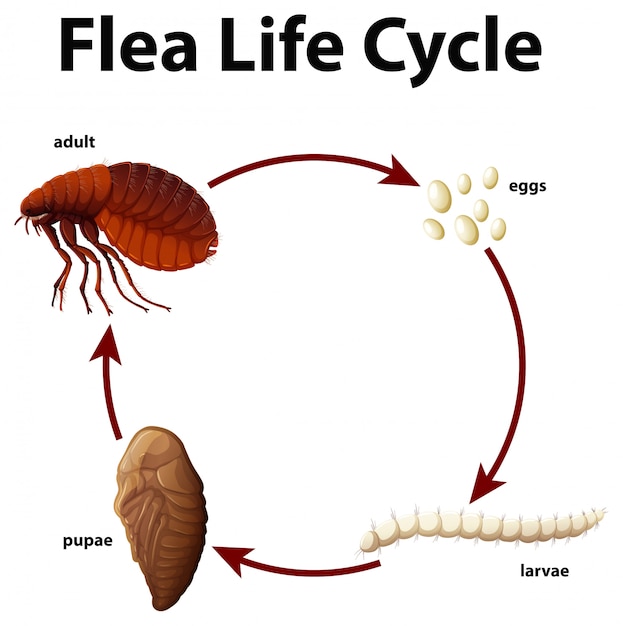 Free Vector | Diagram showing life cycle of flea