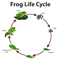 Diagram Showing Life Cycle Of Frog Vector Free Download