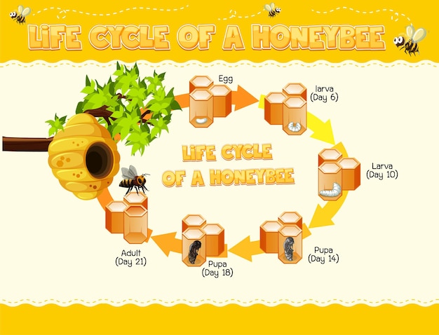 free-vector-diagram-showing-life-cycle-of-honey-bee