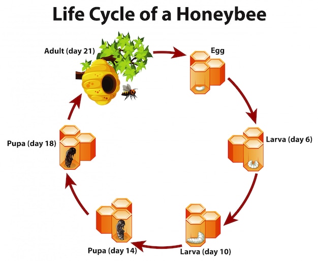 Free Vector Diagram showing life cycle of honeybee