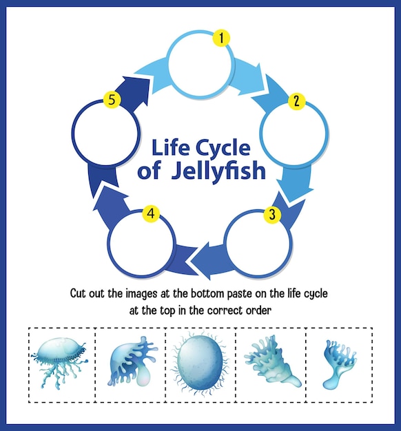 Life Cycle Of Jellyfish Printable