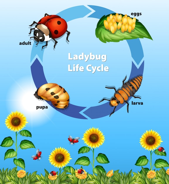 Diagram showing life cycle of ladybug Vector Free Download