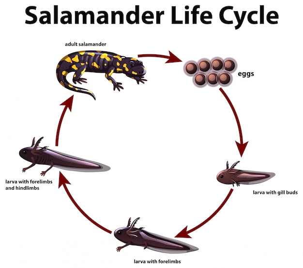 Life Cycle Of An Organism Chart