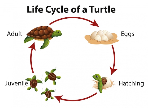 What Is The Life Cycle Of A Turtle