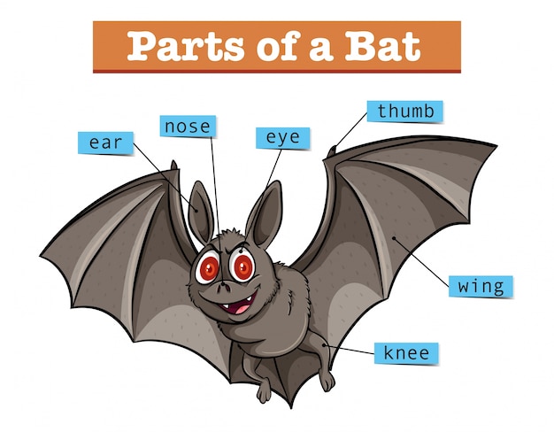 Premium Vector | Diagram showing parts of bat