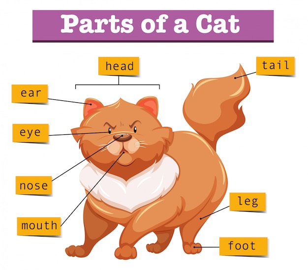 Premium Vector Diagram showing parts of cat