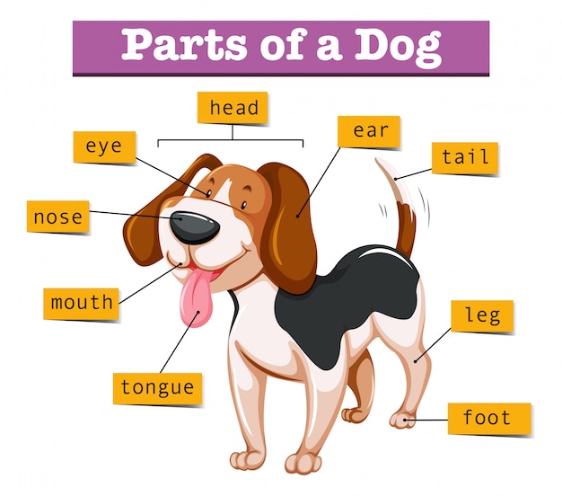 Premium Vector | Diagram showing parts of dog