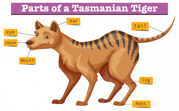 Tasmanian Tiger Size Chart