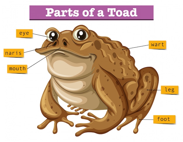 Free Vector Diagram Showing Parts Of Toad