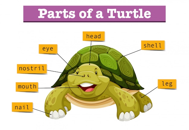 Free Vector | Diagram showing parts of turtle