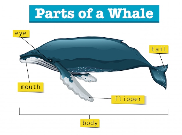 Killer Whale Diagram Labeled Parts