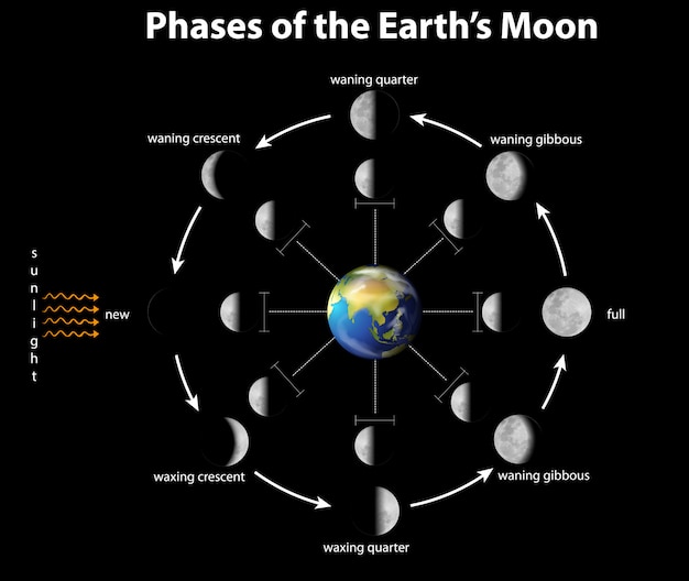 Free Vector | Diagram showing phases of the moon on earth