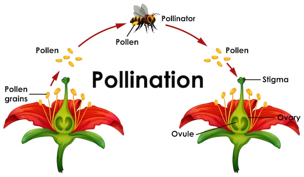 Pollination Images | Free Vectors, Stock Photos & PSD