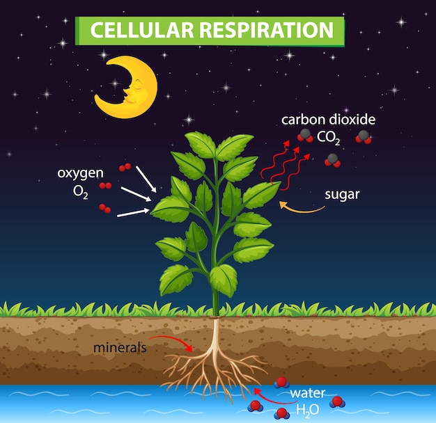 Free Vector Diagram Showing Process Of Cellular Respiration