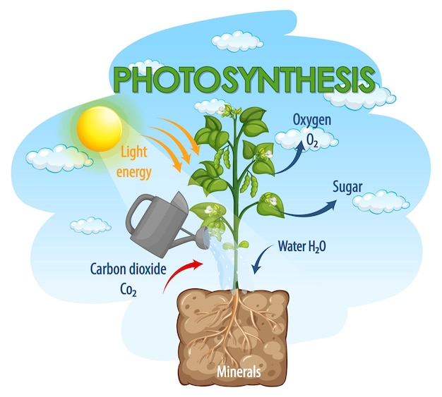 Premium Vector Diagram Showing Process Of Photosynthesis In Plant 7995 Hot Sex Picture