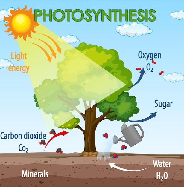 what is the final product and main goal of photosynthesis